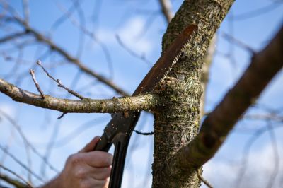 Protect the Tree from Further Damage with Tree Trimming Services!
