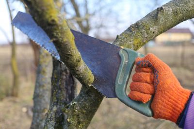 Remove Unwanted Tree Branches from Trees!