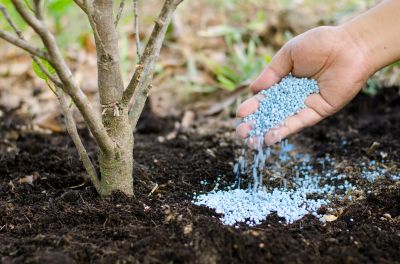 Fertilize the Trees!