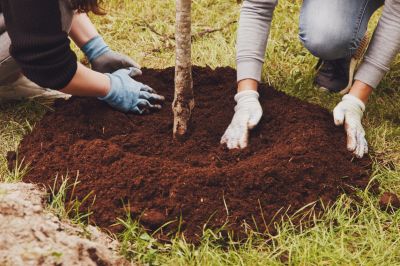 Keep Your Trees Healthy!