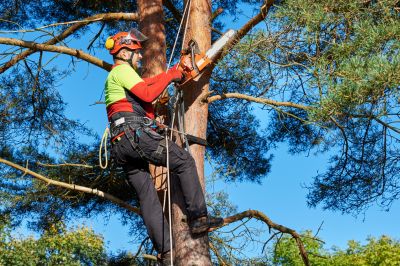 Prune or Trim Tree Branches!