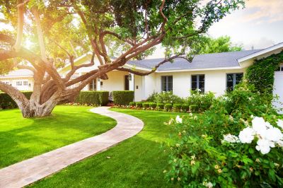 Give Your Tree The Desired Shape and Overall Appearance