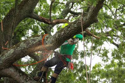 Avoid Safety Hazards Such as Falling Branches or Trees!