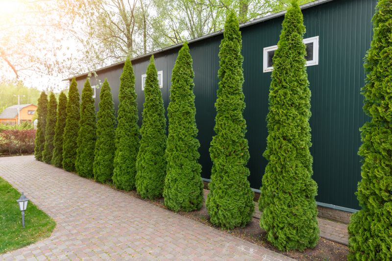Trimming Arbivorates Encourages Healthy New Growth